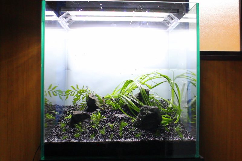 手順17 シペルス　ヘルフェリーを植栽